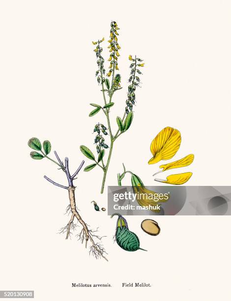 melilot flower 19th century illustration - conjugation biological process stock illustrations