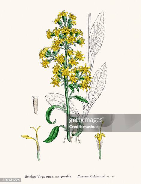 goldenrod flower 19th century illustration - goldenrod stock illustrations