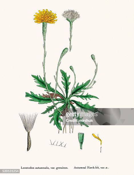 hawkbit flower 19th century illustration - leontodon stock illustrations