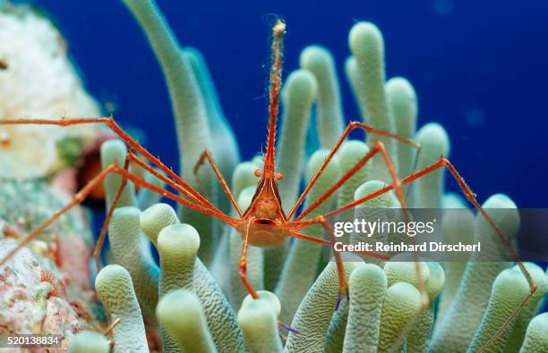 spider hermit crab, stenorhynchus seticornis, netherlands antilles, bonaire, caribbean sea - skeleton shrimp stock pictures, royalty-free photos & images