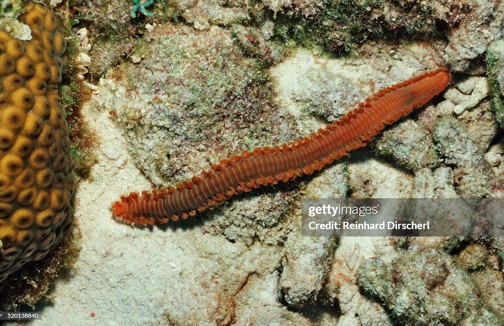 Bearded Fireworm, Hermodice carunculata, Netherlands Antilles, Bonaire, Caribbean Sea