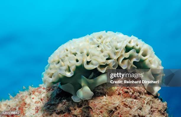 lettuce sea slug, tridachia crispata, netherlands antilles, bonaire, caribbean sea - lettuce sea slug stock pictures, royalty-free photos & images