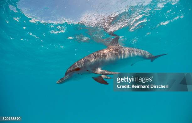 atlantic spotted dolphin, stenella frontalis, usa, fl, florida, atlantic ocean - surfacing stock pictures, royalty-free photos & images