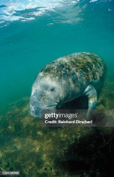 west indian manatee, trichechus manatus latirostris, usa, florida, fl, everglades - manatee stock-fotos und bilder