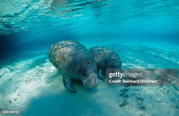 west indian manatee - ジュゴン ストックフォトと画像