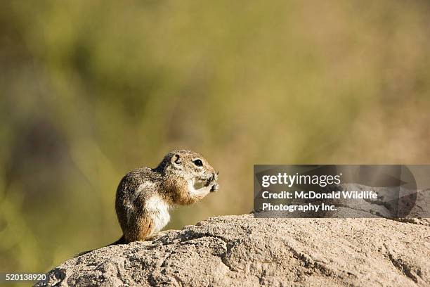 white-tailed antelope squirrel on rock - arizona ground squirrel stock pictures, royalty-free photos & images