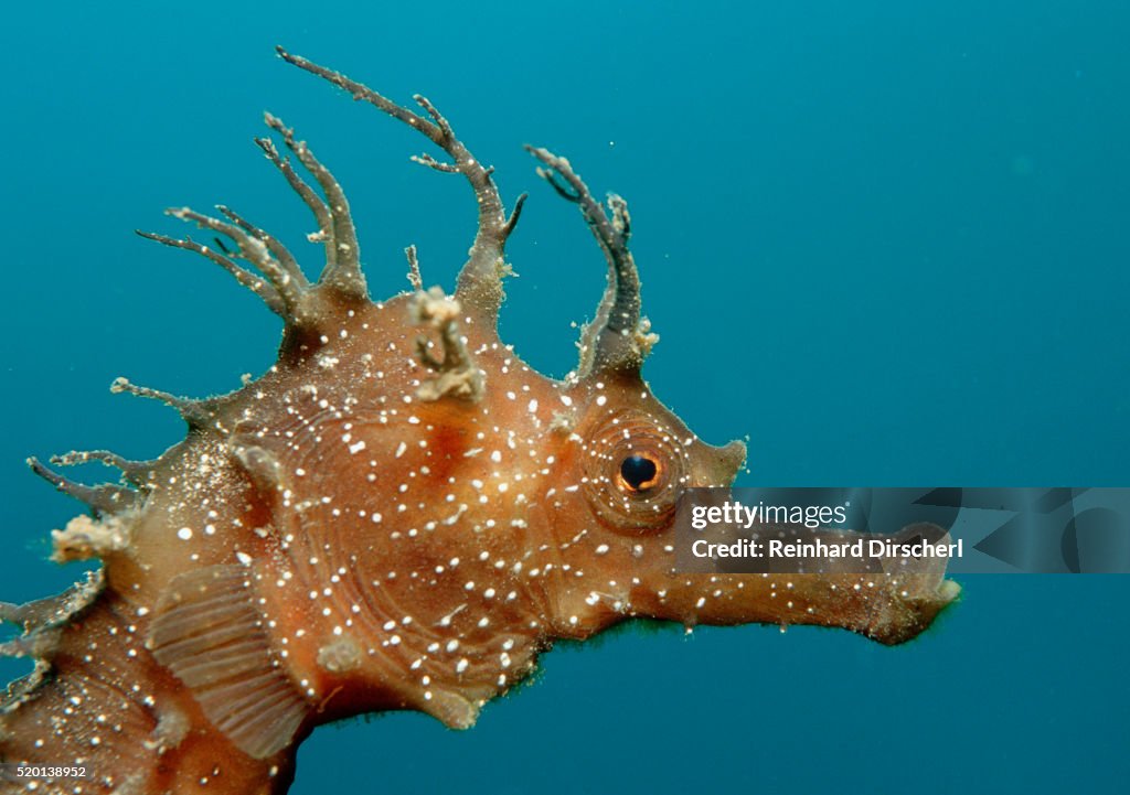 Seahorse head (Hippocampus guttulatus).