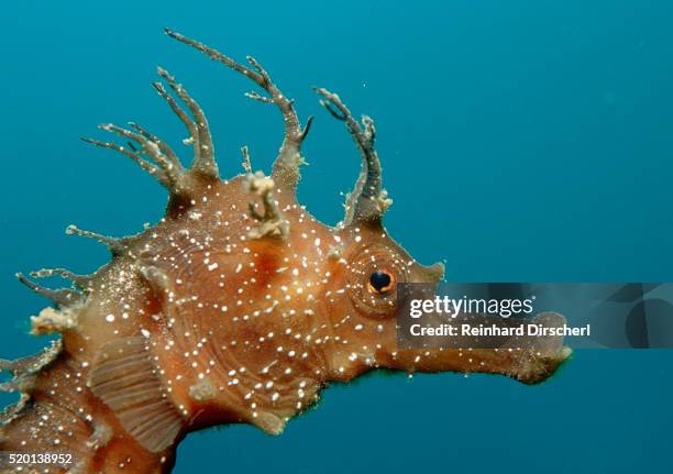 seahorse head (hippocampus guttulatus). - seahorse stock pictures, royalty-free photos & images