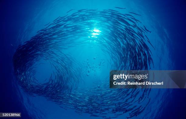 blackfin barracuda circulating fish school - school of fish ストックフォトと画像