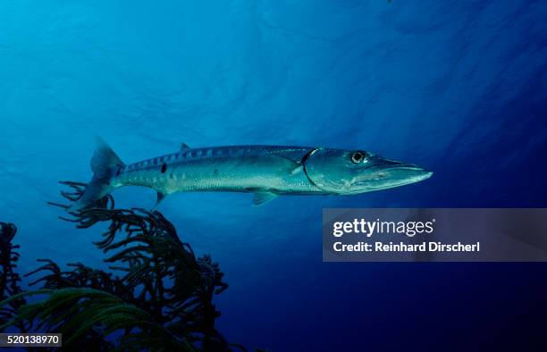 great barracuda (sphyraena barracuda) - barracuda stock pictures, royalty-free photos & images