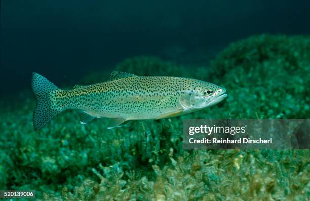 rainbow trout (oncorhynchus mykiss). - truta imagens e fotografias de stock