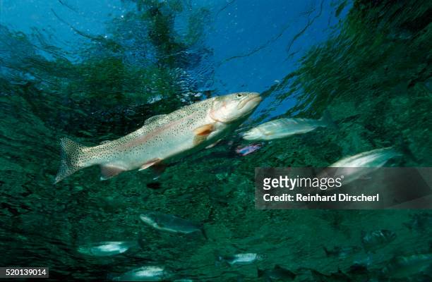 rainbow trout (oncorhynchus mykiss) - trout fotografías e imágenes de stock