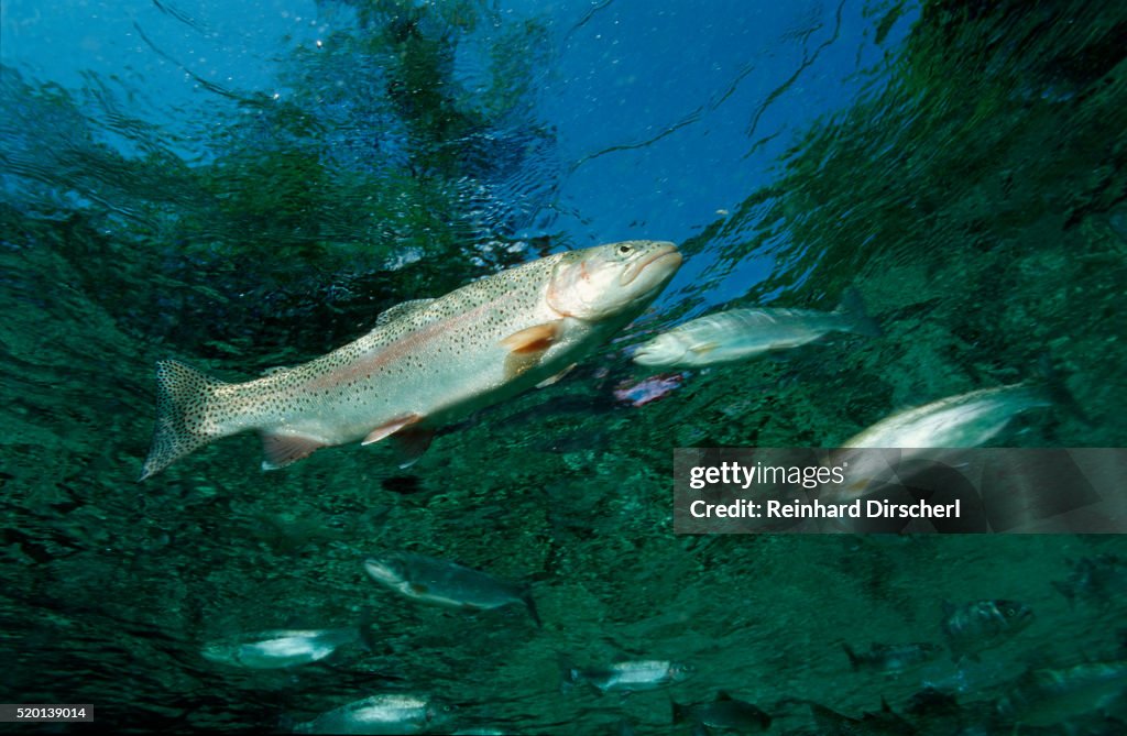 Rainbow Trout (Oncorhynchus mykiss)