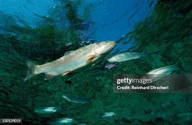 rainbow trout (oncorhynchus mykiss) - freshwater imagens e fotografias de stock