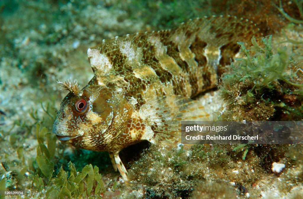 Tompot Blenny (Parablennius gattorugine), Croatia, Mediterranean Sea.