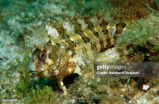 tompot blenny (parablennius gattorugine), croatia, mediterranean sea. - blénio imagens e fotografias de stock