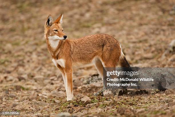 ethiopian wolf, canis simensis - hundeartige stock-fotos und bilder