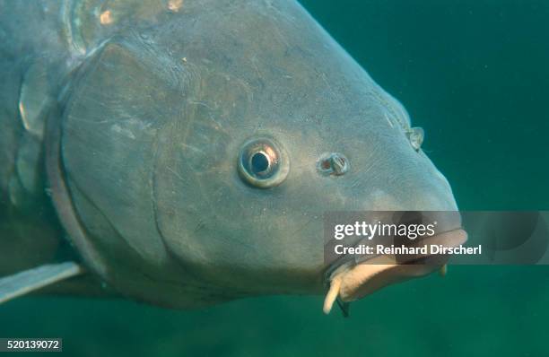 carp head (cyprinus carpio), germany. - carp stock pictures, royalty-free photos & images