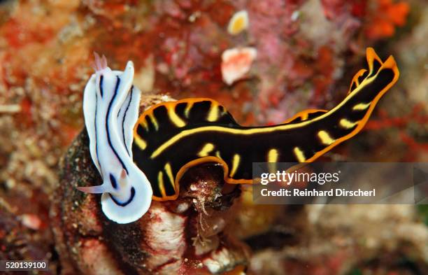 marine flatworm and a sea slug or nudibranch (chromodoris willani) - marine flatworm stock pictures, royalty-free photos & images