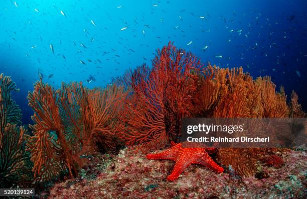 red starfish and coral reef, asteroidea, mexico, sea of cortez, baja california, la paz - starfish stock pictures, royalty-free photos & images