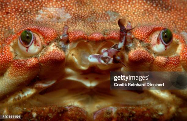 close-up of a european crab face showing its eyes (cancer pagurus), atlantic ocean. - crab stock pictures, royalty-free photos & images