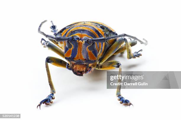 14 Sternotomis Stock Photos, High-Res Pictures, and Images - Getty