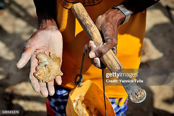 mohamed, a farmer of natural resins, harvests frankincense at a oasis close to bosaso, puntland - somalia stock pictures, royalty-free photos & images