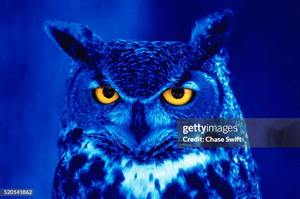 great horned owl - mocho orelhudo - fotografias e filmes do acervo