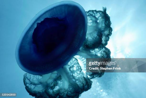 crowned jellyfish - rhizostomeae stock-fotos und bilder