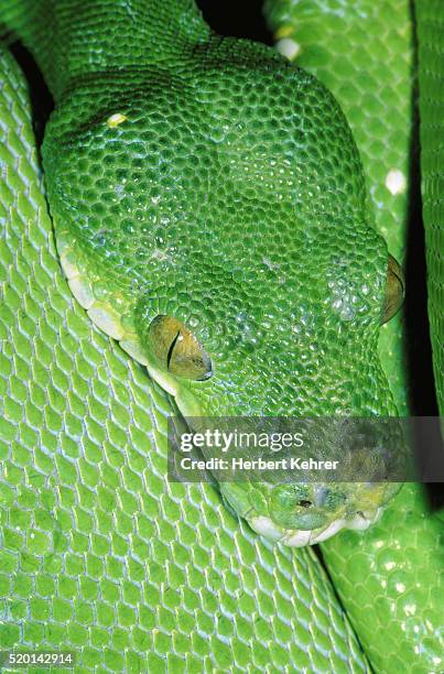 green tree python - green tree python stock pictures, royalty-free photos & images