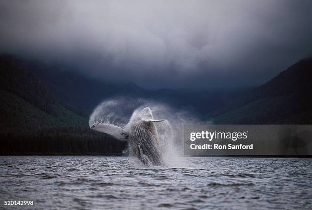 humpback whale breaching - animals breaching stockfoto's en -beelden