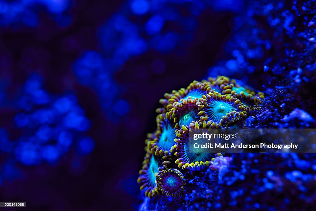 Zoanthids in blue