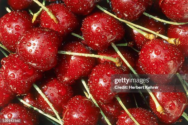 many red sweet cherries - kers stockfoto's en -beelden