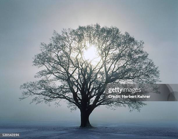 tree and sunrise - lövfällande träd bildbanksfoton och bilder