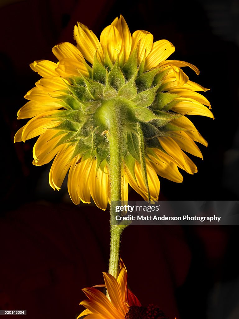 Sunflower studio shot yellow petals rear view.