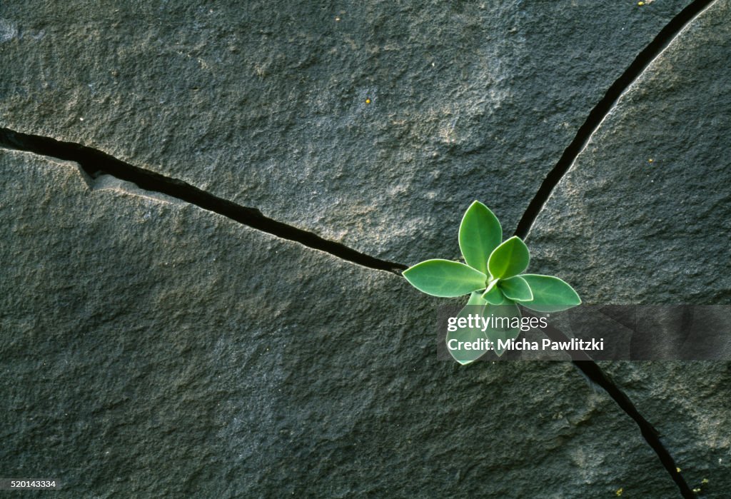 Plant Growing in Cracked Boulder