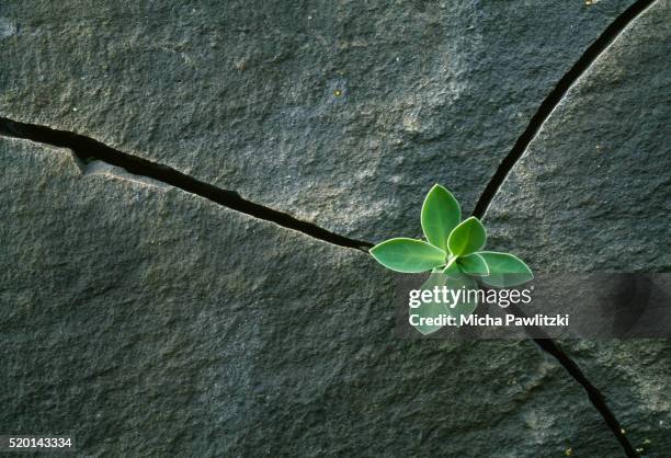 plant growing in cracked boulder - dedicação - fotografias e filmes do acervo