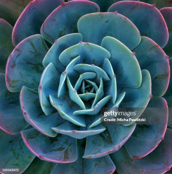 hens and chicks plant - plante grasse photos et images de collection