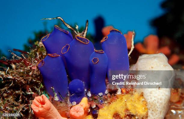 sea squirt tunicates on a coral reef (ascidia), pacific ocean, panglao island. - sea squirt stock pictures, royalty-free photos & images