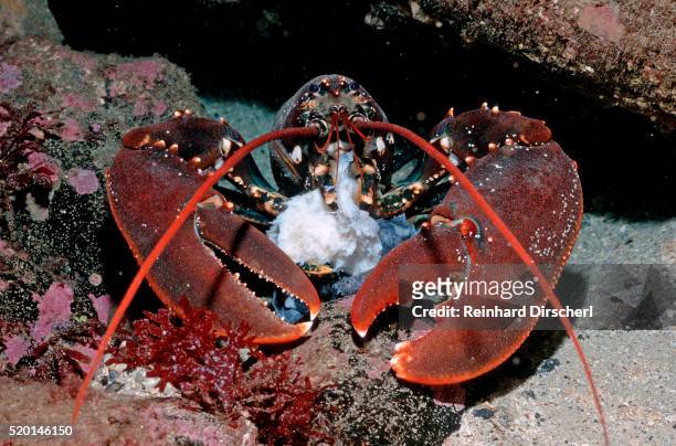 homarus gammarus.lobster."atlantic ocean, norway" - lobster stock-fotos und bilder