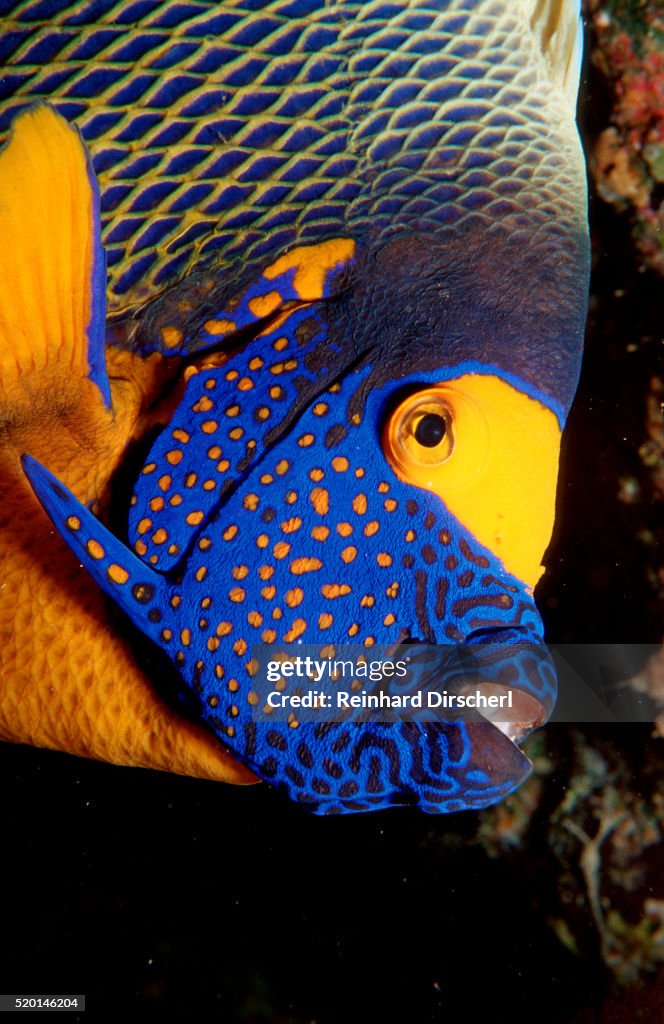 Yellow-mask Angelfish head. (Pomacanthus xanthometopon) Indian Ocean