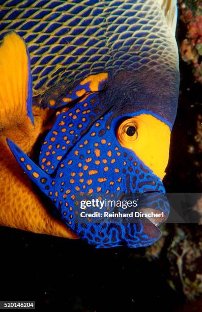 yellow-mask angelfish head. (pomacanthus xanthometopon) indian ocean - pomacanthus xanthometopon stock pictures, royalty-free photos & images