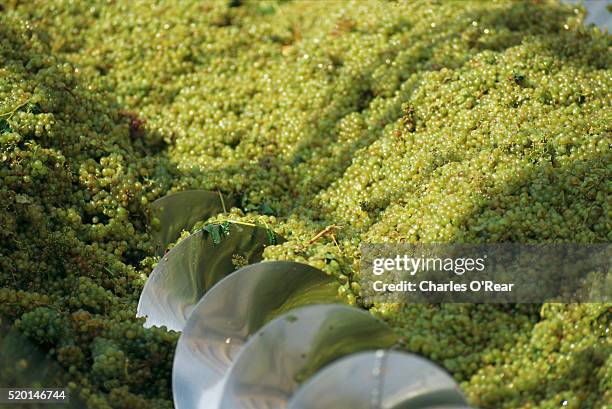 chardonnay grapes in auger conveyor - シャルドネ葡萄 ストックフォトと画像