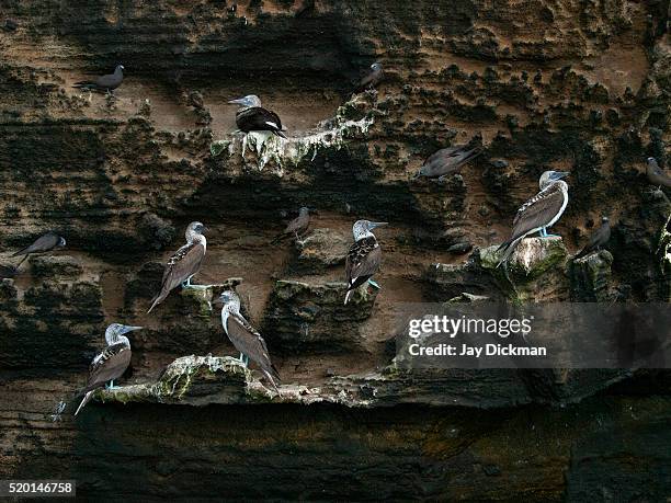 galapagos islands blue-footed booby - galapagos islands stock pictures, royalty-free photos & images