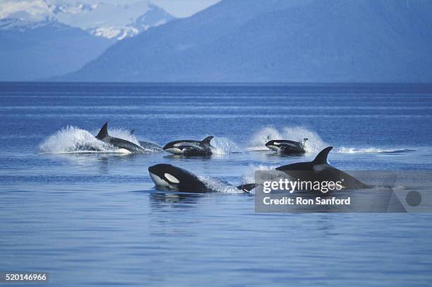 pod of killer whales in frederick sound - animal wildlife stock pictures, royalty-free photos & images