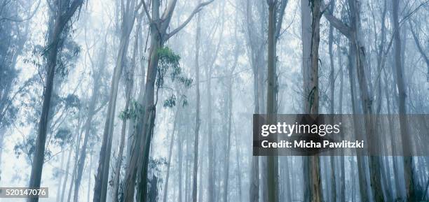 forest in fog - parque estatal de montaña de oro fotografías e imágenes de stock