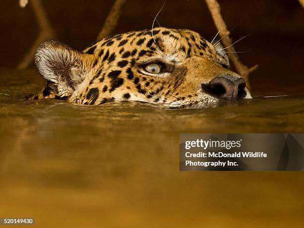 jaguar, panthera onca, swimming in river, pantanal, brazil, south america - jaguar stockfoto's en -beelden