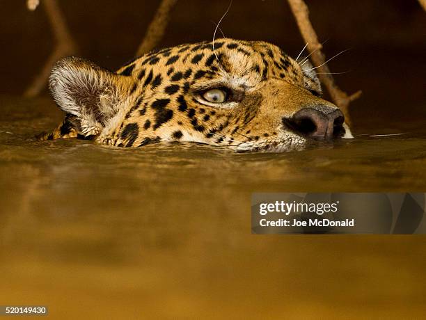 jaguar, panthera onca, swimming in river, pantanal, brazil, south america - jaguar bildbanksfoton och bilder