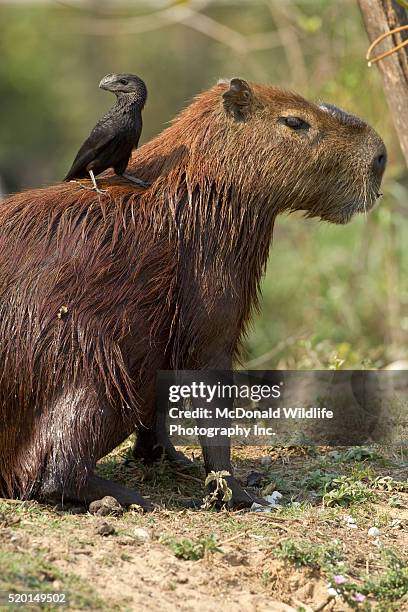 198 Ani (Bird) Stock Photos, High-Res Pictures, and Images - Getty Images