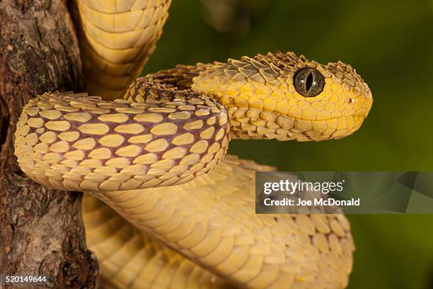African Bush Viper Atheris Squamigera Coiled Around A Tree Branch Native To  Masai Mara Kenya Africa Controlled Situation High-Res Stock Photo - Getty  Images